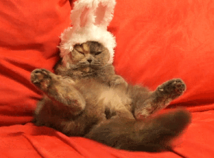 12. This cat doesn’t want to be a bunny rabbit