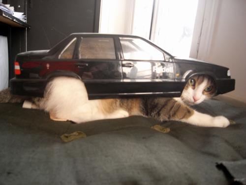 20. This cat that clearly isn’t a car
