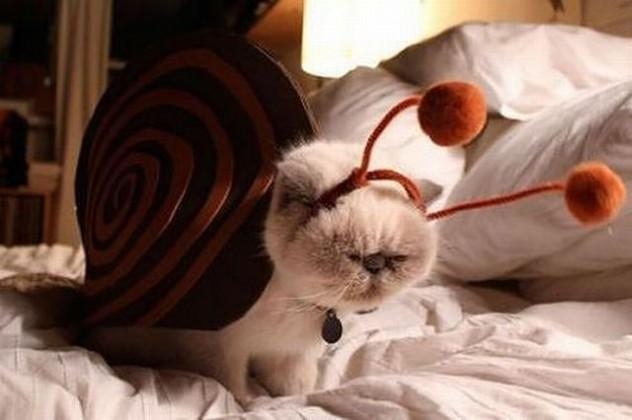 1. This cat for being dressed in a snail costume