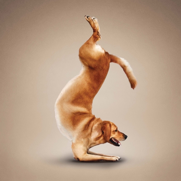 Hilarious Yoga Dogs! 