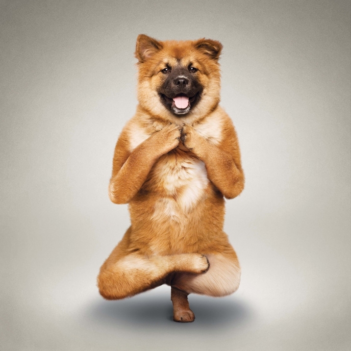 Hilarious Yoga Dogs! 