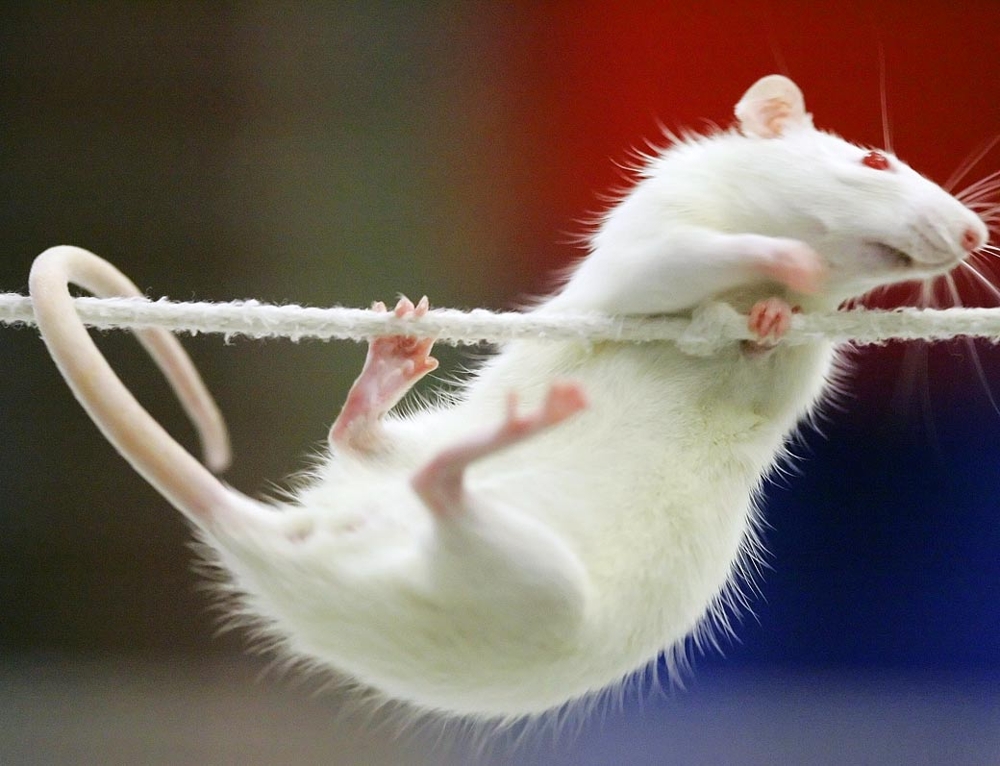 Why Rats Make Awesome Pets!