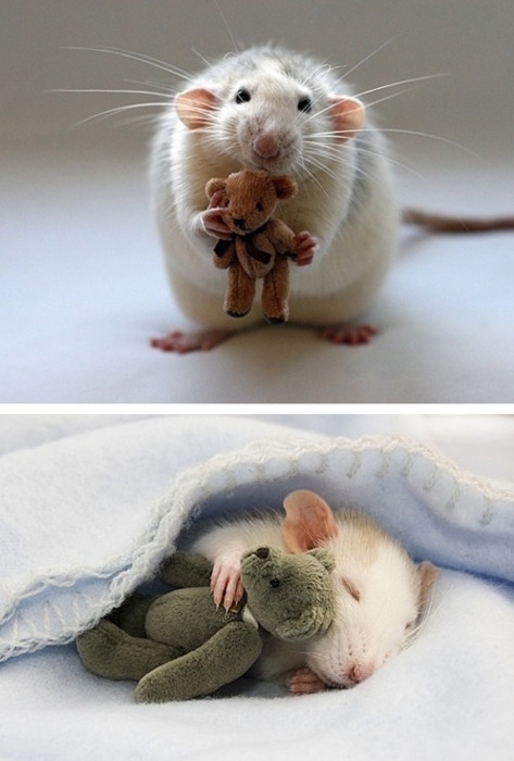 Why Rats Make Awesome Pets!