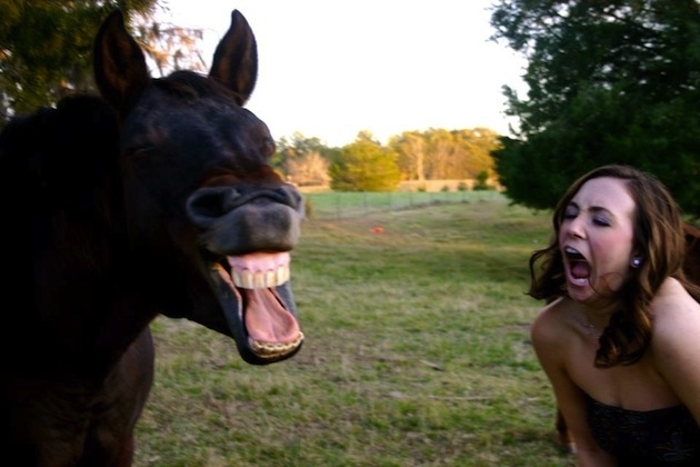 10 Smiling Horses Guaranteed To Make You Smile, Too