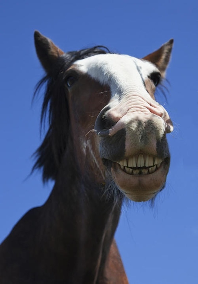 10 Smiling Horses Guaranteed To Make You Smile, Too