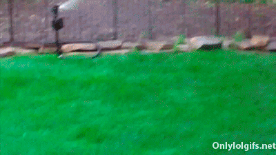 10 Sprinkler GIFs to Get Us in the Summer Mood