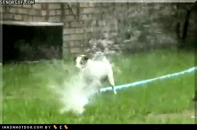 10 Sprinkler GIFs to Get Us in the Summer Mood