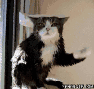 These Cat GIF's Will Make You Melt!