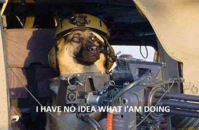 Meme Watch: Dogs Saying 'I Have No Idea What I'm Doing'