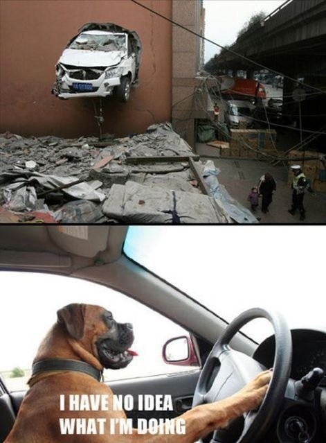 Dogs Saying 'I Have No Idea What I'm Doing'