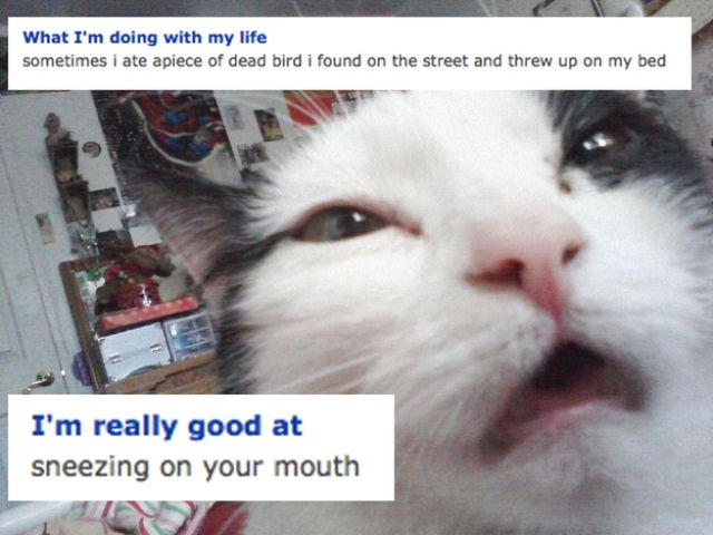 The cat who was clearly high when he made this profile.
