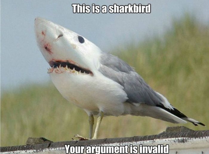 This is a sharkbird