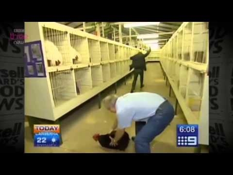 Reporter terrified of rooster 