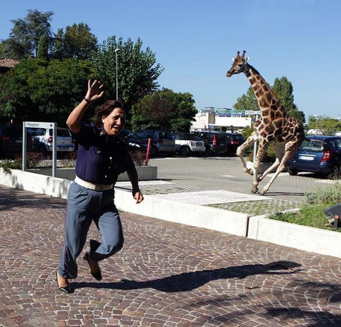 Running giraffe
