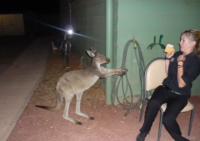 not friendly kangaroo