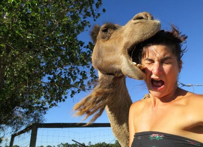 Biting camel