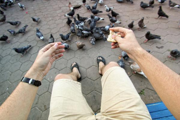 Feeding Pigeons 