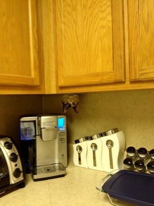 Cats Who Failed At Hide-And-Seek 