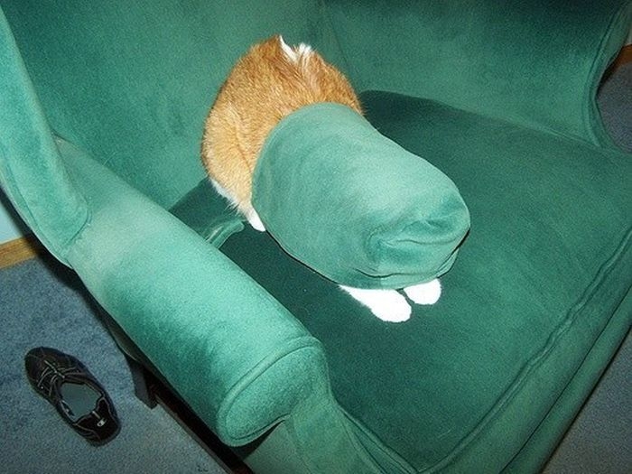 Cats Who Failed At Hide-And-Seek 