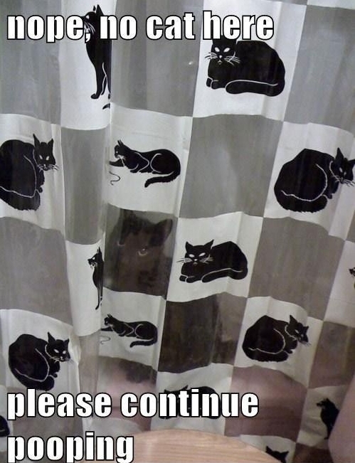 These Kitties Need Some Hiding Lessons.