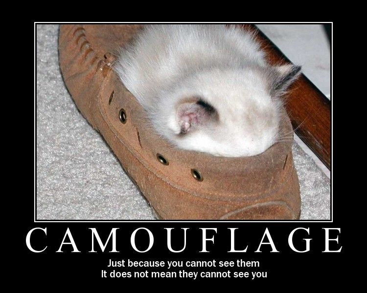 These Kitties Need Some Hiding Lessons.