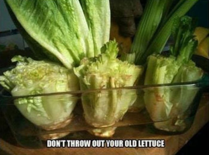 Old lettuce