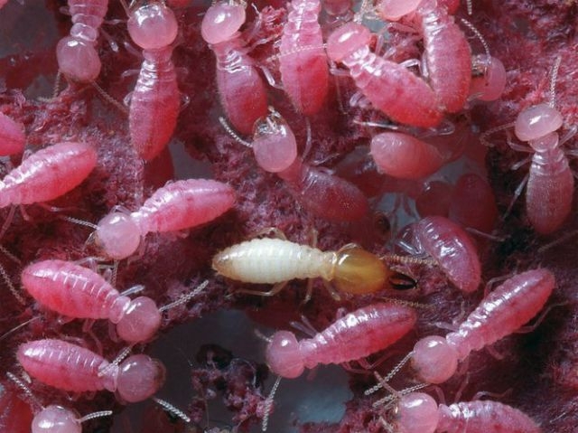 Gross and Creepy Termite Swarm 