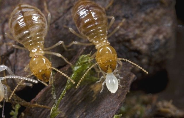 Formosa termites are common in southern states - and their mating season usually begins in late April or early May - thi