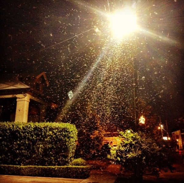 The Formosan termites flew across the New Orleans area in their tens of thousands last night