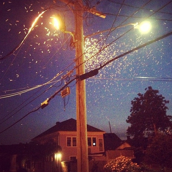 Gross and Creepy Termite Swarm 