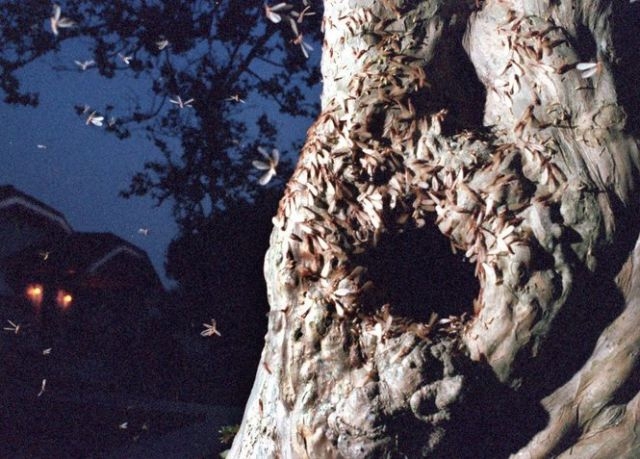 Gross and Creepy Termite Swarm 