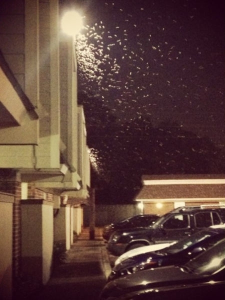 Gross and Creepy Termite Swarm 