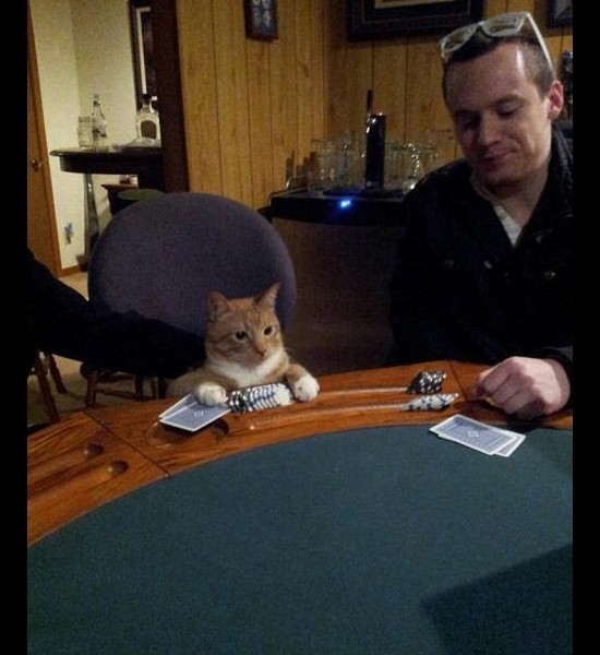 Poker Cat 