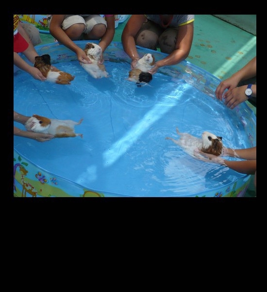 Ain't No Party Like a Hampster Pool Party 