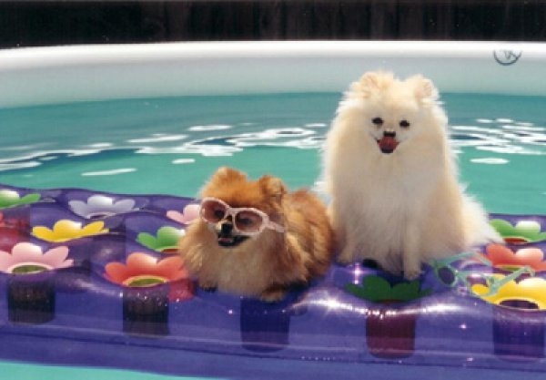 Floating Puppies 