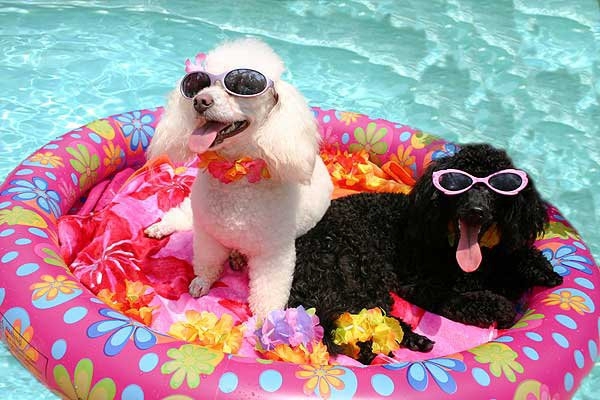 Pool Pups 