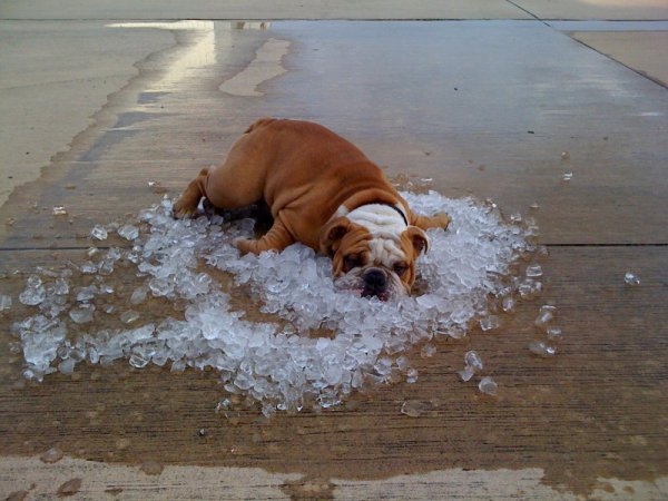 Cooling Off In Some Ice 