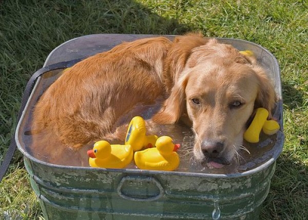 Laying In a Bucket Of Water 