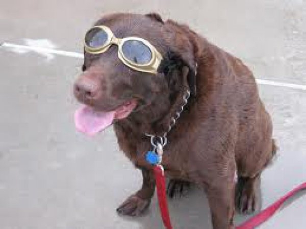 Sunglasses Pup 