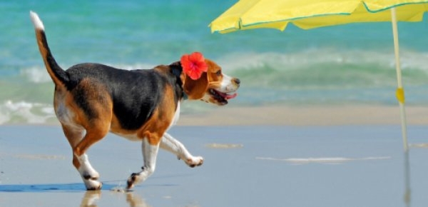 Beach Dog 
