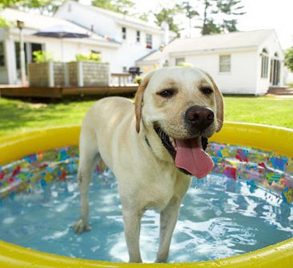 Happy Pool Dog 
