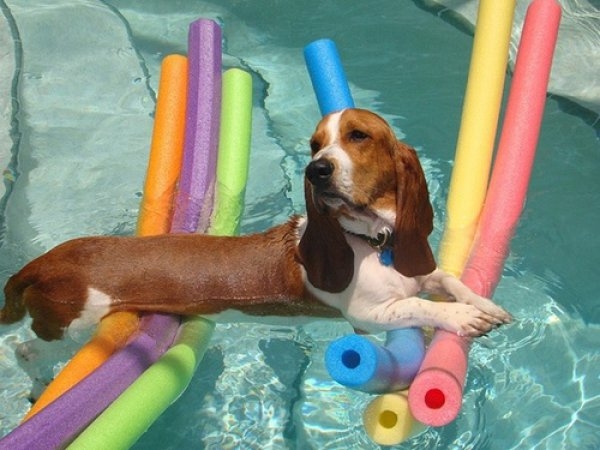 Dog In A Pool 