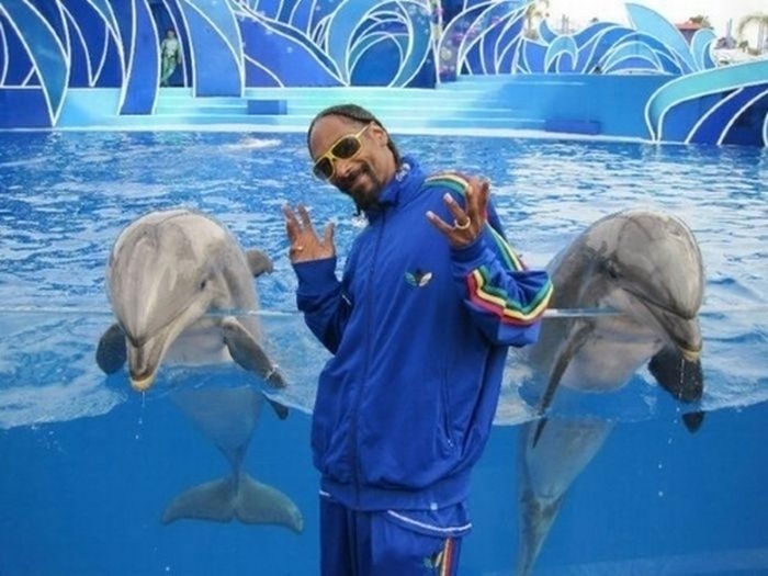 Snoop Dogg working on a collaboration with two dolphins: