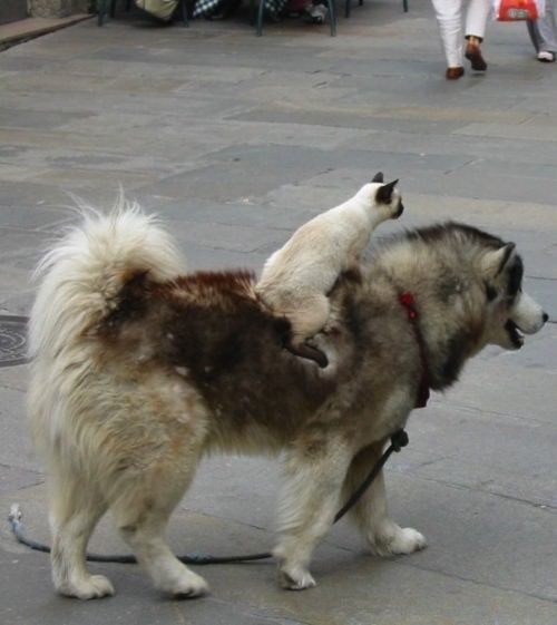 Cat riding a dog