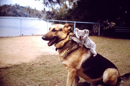 Koala riding a dog