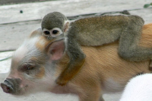 Monkey riding a pig