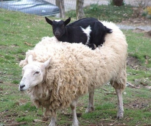  Goat riding a sheep