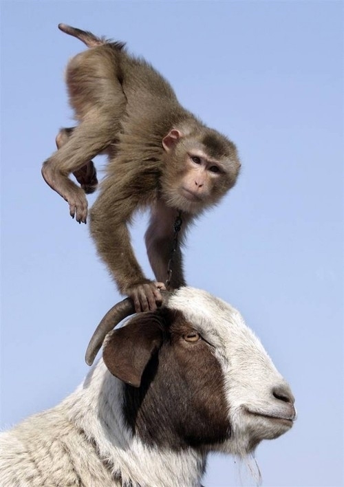 Monkey riding a goat