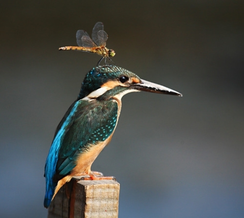 Dragonfly riding a kingfisher