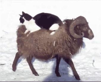 Cat riding a ram